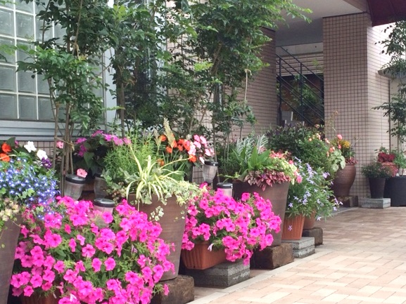 医院の花H28.06.06