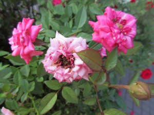 IMG_0290